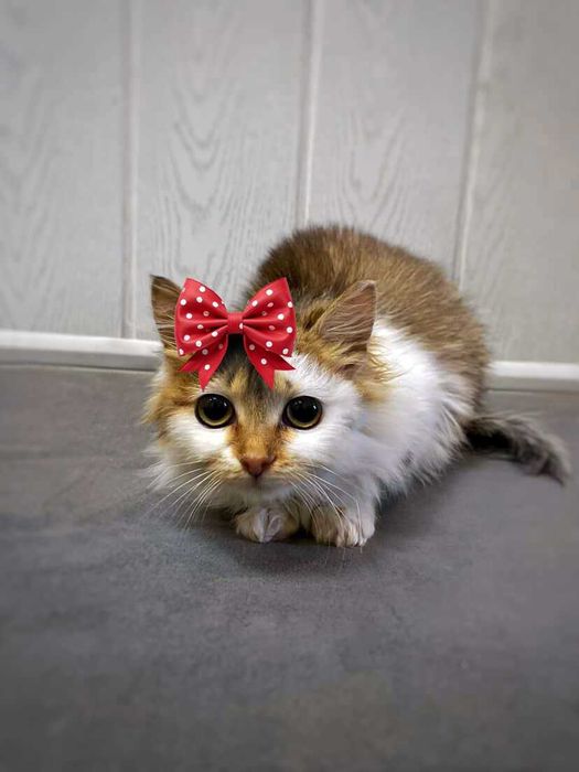 Ніжна киця шукає дім — Привчена до лотка — Здорова