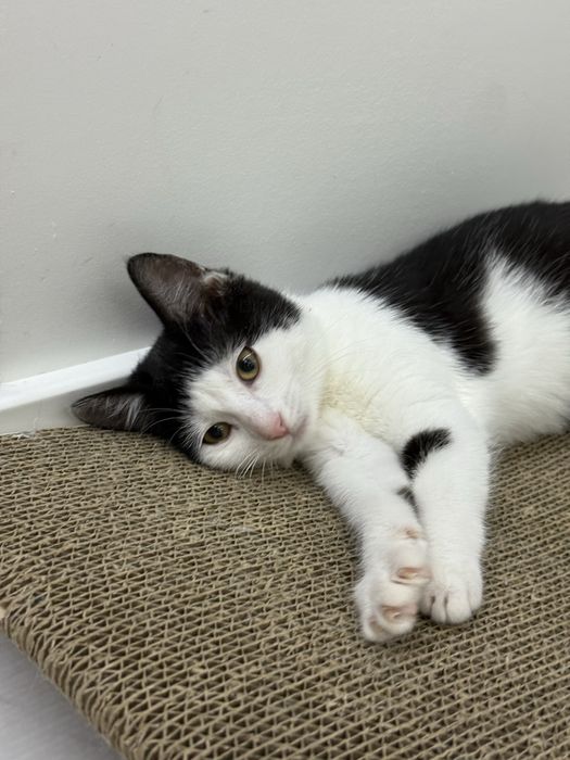 Красуня шукає сімʼю!