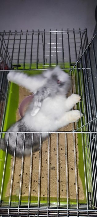 Oddam za darmo królika miniaturkę wraz z klatką i cała resztą