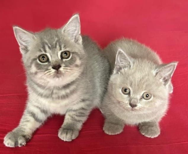 Шотландские мраморные котята