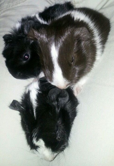 Морские свинки малейшие