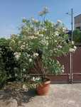 Oleander biały duży