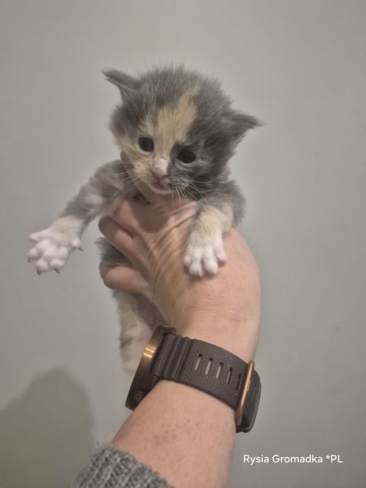 Kolorowa dziewczynka rasy Maine Coon!