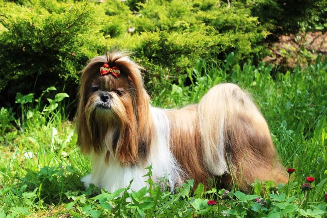 Shih Tzu z dokumentami