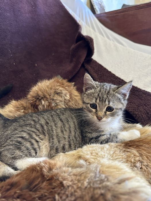 Котёнок домашний 3 месяца