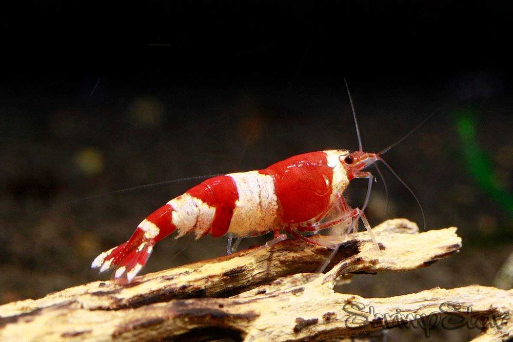 MISIEKZOO Krewetki - Krewetka Crystal Red / Crystal Blac