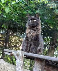 Maine Coon rodowód FPL Felis Polonia