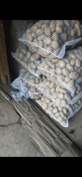 Ziemniaki jadalne transport gratis