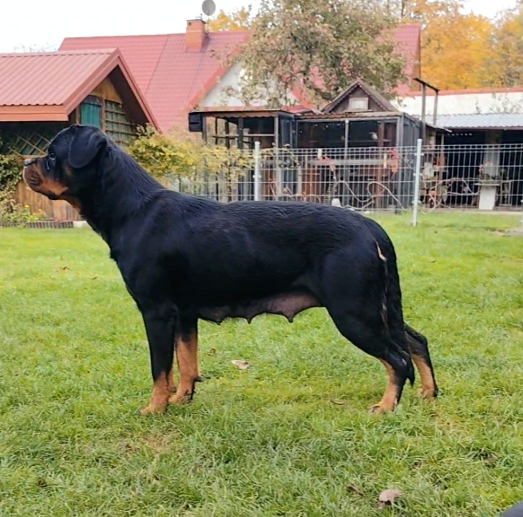 Rottweiler szczeniak