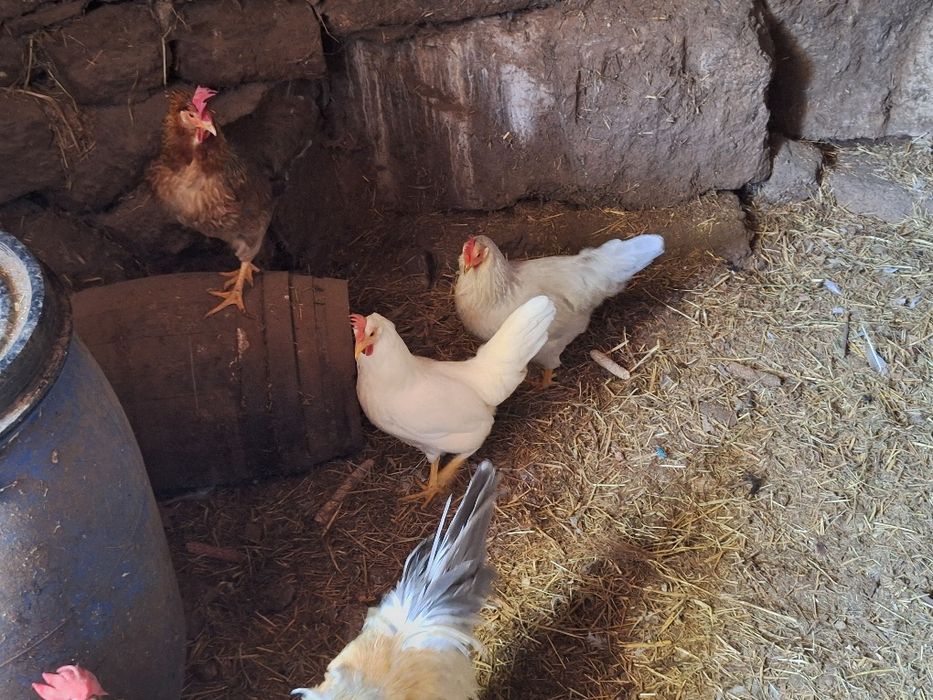 Galinhas/Galos Leghorn