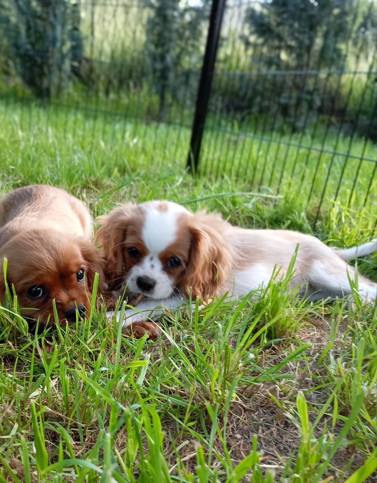 Cavalier King Charles Spaniel FCI