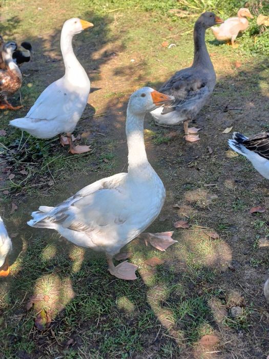 Gesi Landes i biale młode