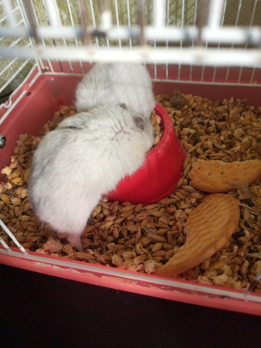 Джунгарский хомяк