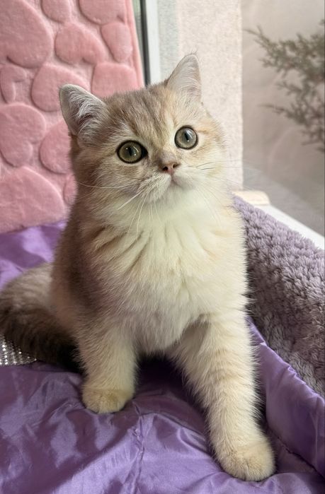 Британські кошенята