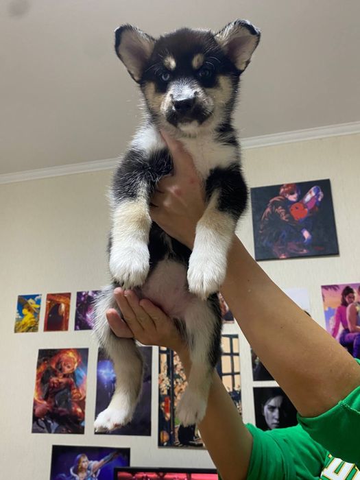 Отдам щенков хаски в хорошие руки! Не на привязь