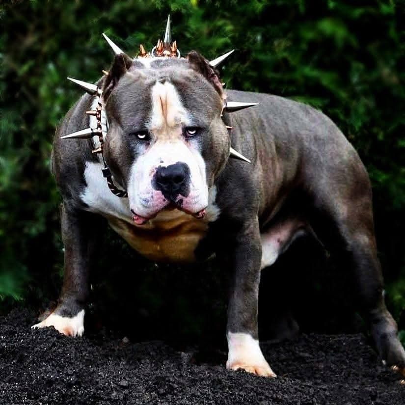 American Bully XL wyjątkowa suczka gotowa do odbioru!
