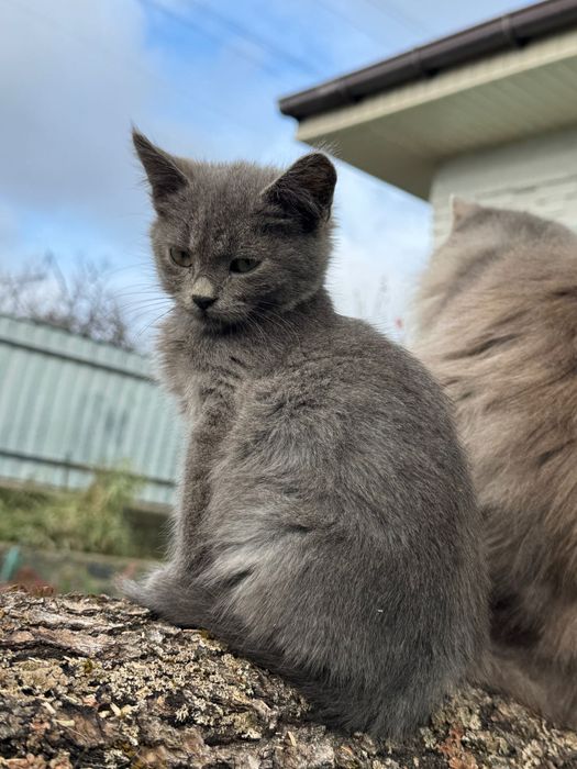 Віддам сірого котика та кішечку в добрі руки