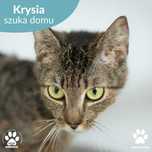 Przytulanka kotka Krysia do adopcji!