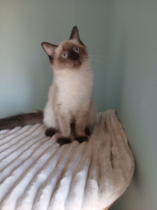 Ragdoll Kocurek Seal Point.Gotowy do odbioru.