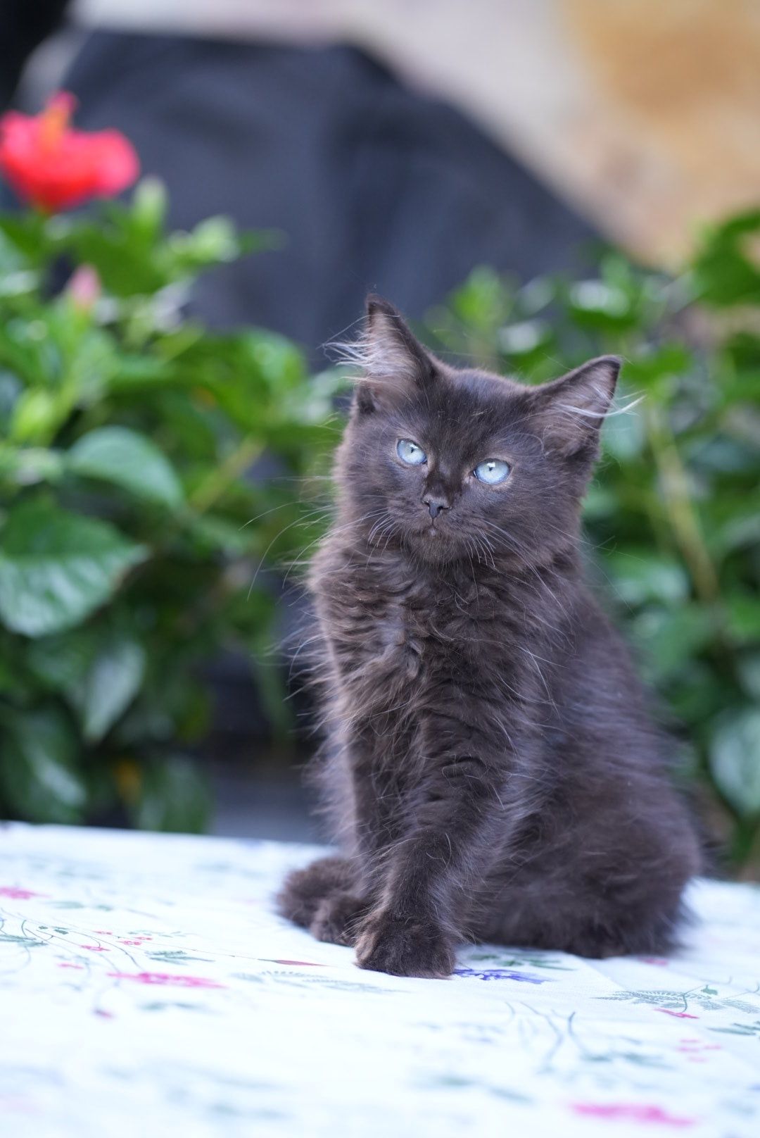 Kocurek black solid ragdoll/cherubim