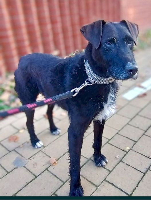 Słodki Baton prosi pięknie o dom ...