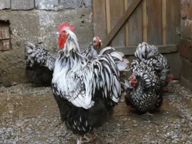 Орпінгтон, інкубаційне яйце.зозуле (смугастий), срібло та шоколадний.