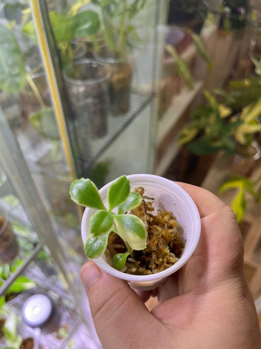 Żyworódka variegata nietypowa