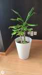 Vaso com planta branco - espécie Dracena (saudável)