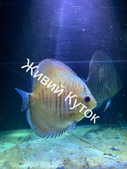 Продаж дискусів власного розведення