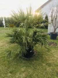 Palma Karlatka Chamaerops Humilis