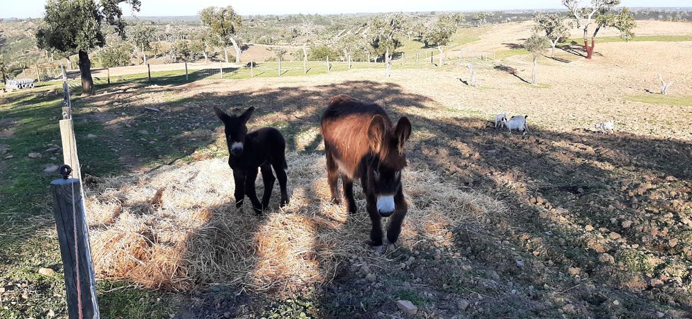 Vende-se burros e burras da raça BURRO DE MIRANDA