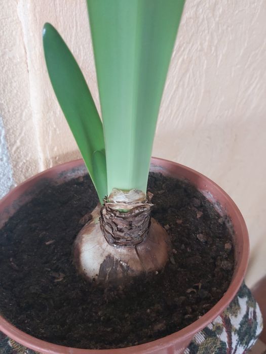 Амариліс цибулини