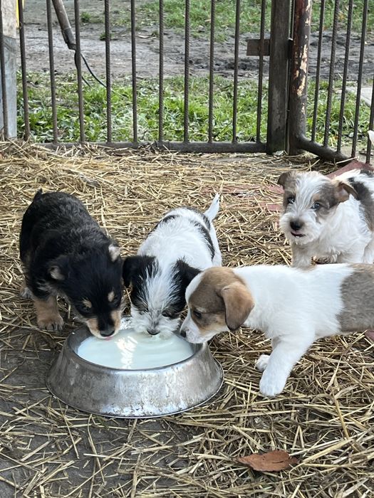 Oddam pieski w dobre ręce