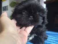 Shihtzu sunia urocza