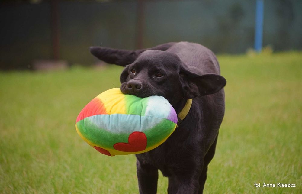 Towarzyski Labrador Malcom szuka domu!
