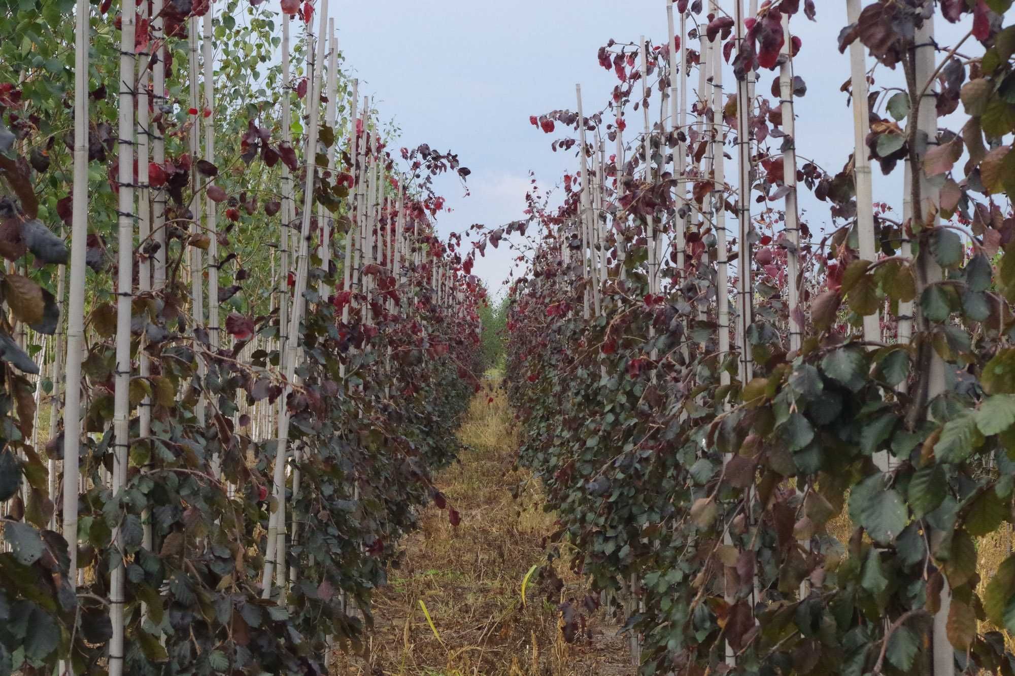 Buk kolumnowy Dawyck Gold, Purple Fontain, Purpurea Pendula, Rohan