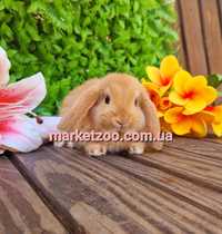 Mini lop Мини мiнi кролик карликовые кролики вислоухий баранчик рыжий