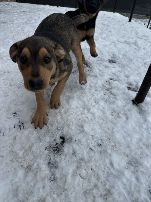 Oddam przytulne psiaki