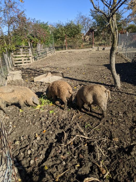 Поросята венгерської мангалиця