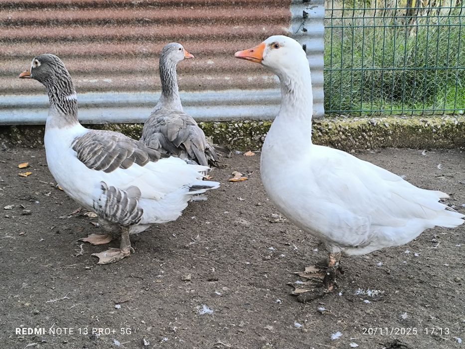 Vendo trio de gansos