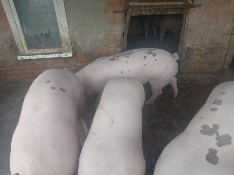 Продам свині живою вагою