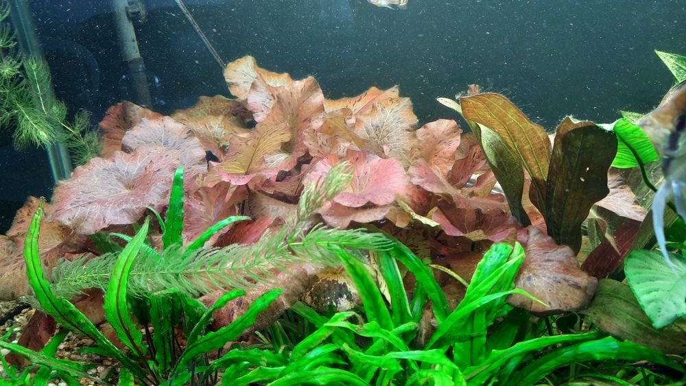 Sprzedam Lotos czerwony