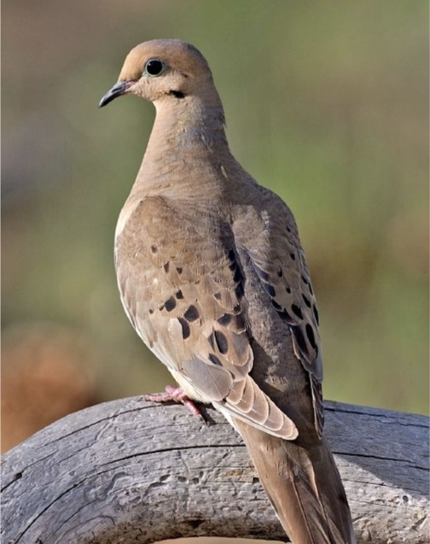 Rola zenaida auriculata