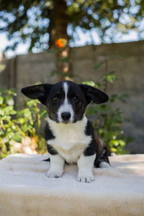 Samczyk Welhs Corgi
