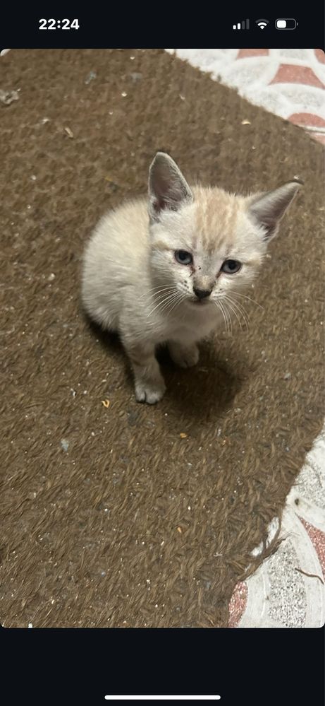 Gatinhas para adotar