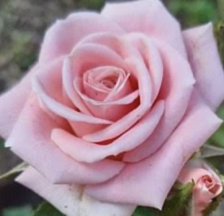 Троянда Ліпарфюм Leeparfum дворічний кущ