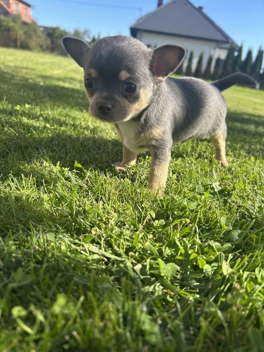 Piesek Chihuahua miniaturka
