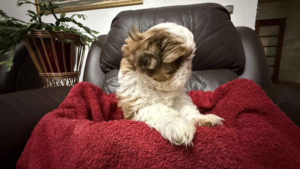 Piesek szczeniaczek shih tzu z rodowodem