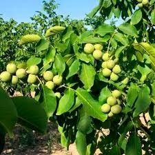 Саджанці горіха грецького