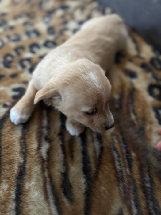 Oddam suczke w dobre rece